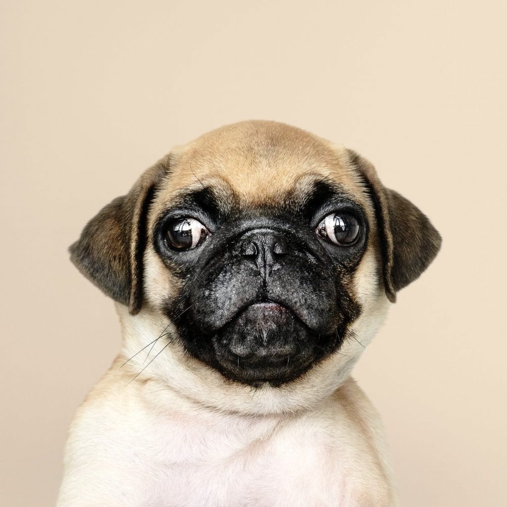 Cute pug